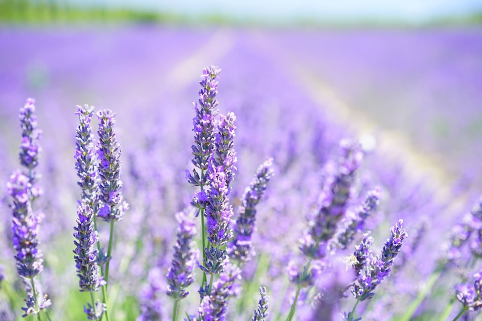 Herbs to release anger, calm the nervous system and transform energy