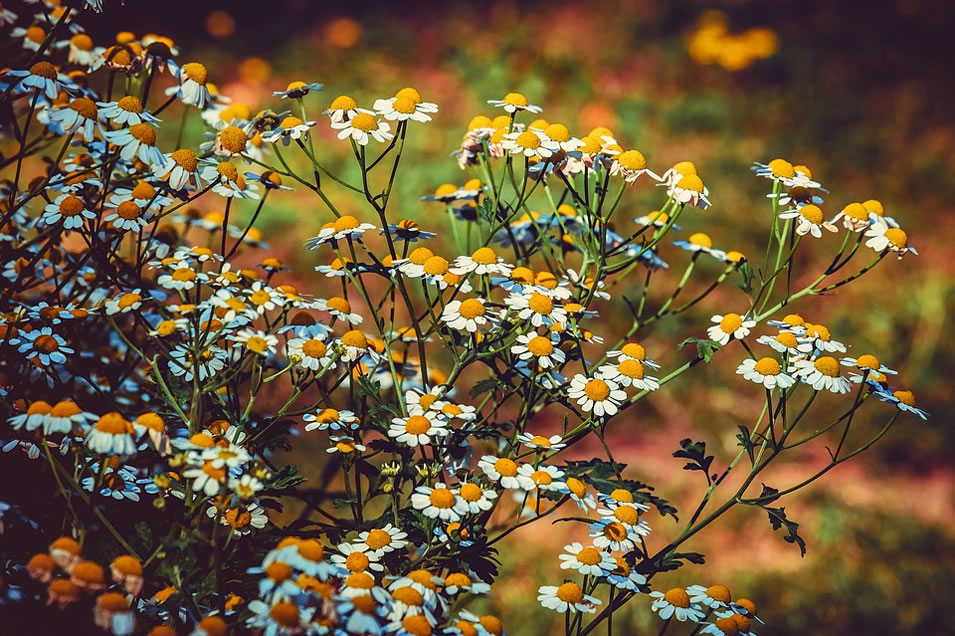 Ways to boost immune system and treat respiratory infections using acupuncture and herbs