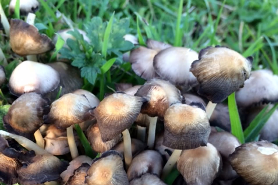 Immunity & Medicinal Mushrooms